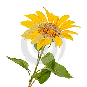 Large open sunflower flower on the stem with green leaves on white background front view