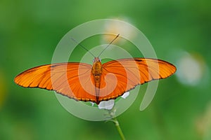 Large orange butterfly Julia Heliconian on wild daisy flower photo