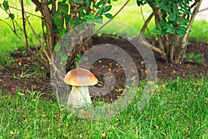 Large orange-cap boletus