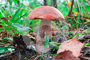 Large orange cap boletus in the autumn forest. Healthy and delicates natural food