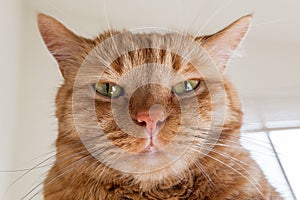 Large orange cat looking directly at the camera; the ears turned out sideways, signalling anger, annoyance, irritation