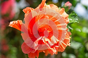 Large orange chinese rose flower with dew drops, close-up
