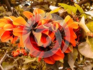 Large orange Coral tree flowers.