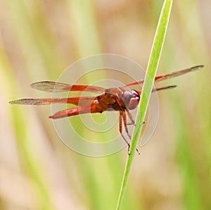 A Large Orange Dragonfly on a Green Frond