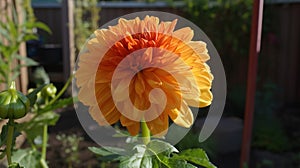 a large orange flower in a garden next to a fence