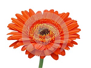 Large Orange Gerbera Daisy