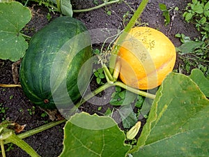 Large orange and green pumpkins