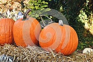 Large orange Halloween 'Ghostride' pumpkins