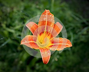 Large Orange Lily in full bloom