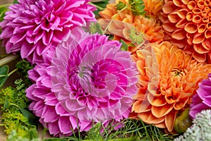 Large orange and pink autumn dahlia flowers. Floral background