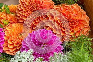 Large orange and pink autumn dahlia flowers. Floral background