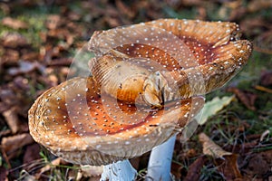 Large orange poisonous mushrooms close up view