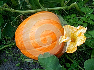 Large orange  pumpkin