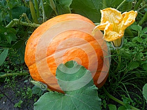 Large orange  pumpkin