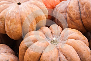 Large orange pumpkins