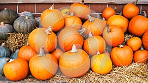 Large orange pumpkins ideal for Halloween jack-o'-lanterns photo