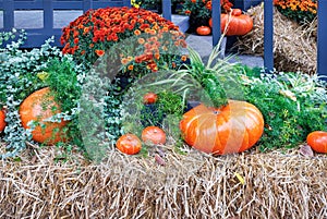 Large orange pumpkins on straw and autumn asters decorate the porch of the house