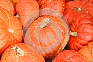 Large orange `Rouge vif d`Etampes` Halloween pumpkin photo