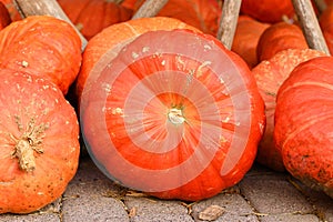 Large \'Rouge vif d\'Etampes\' Halloween pumpkins photo