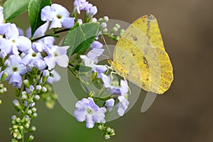 Large Orange Sulfur - Phoebis agarithe