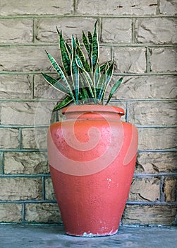 Large orange terra cotta urn with snake plant - Sanseviera trifciata - against a dun brick wall photo