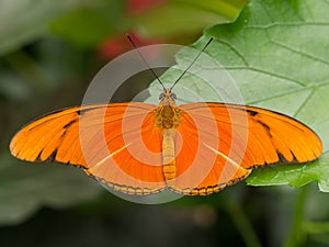 Large orange tropical butterfly showing full wingspan