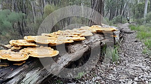 Large, orange and yellow bracket fungi grow on a fallen tree trunk in a forest photo