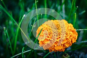 Large orange-yellow marigold flower on a background of green grass