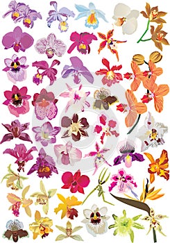 Large orchid collection