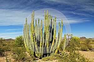 Large Organ Pipe Cactus in Organ Pipe Cactus National Monument