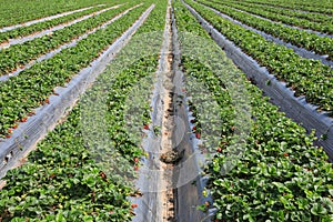 Large Organic Strawberry green field.
