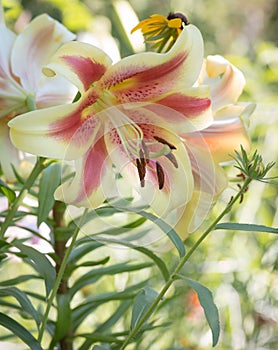 Large Orienpet Lily Sweetheart with rudbeckia flowers