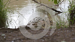 Large Orinoco Crocodile, Wisirare Park, Colombia