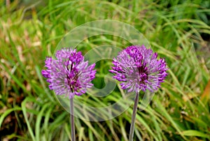 Large ornamental garlic is just developing inflorescences on a long stalk purple color blurred background
