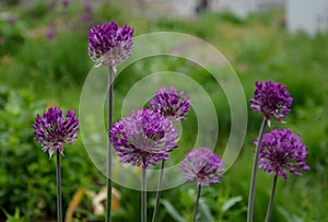large ornamental garlic is just developing inflorescences on a long stalk purple color blurred background