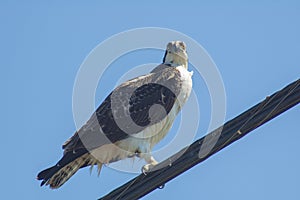 Large Osprey bird looks down from his perch on a telephone cable wire