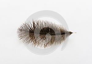 Large ostrich wing feather plume against white background