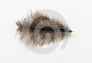 Large ostrich wing feather plume against white background