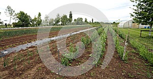 Large outdoor vegetable garden with the cultivation of tomatoes