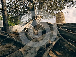 Large outer roots of the mighty tree