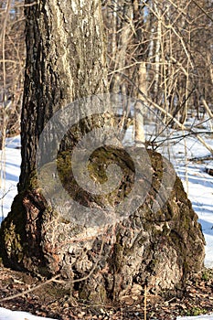 Large outgrowth in the base of the tree trunk