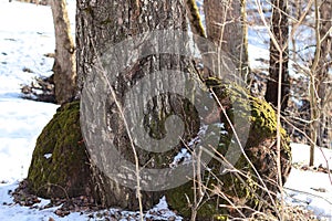 Large outgrowth in the base of the tree trunk