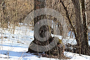 Large outgrowth in the base of the tree trunk