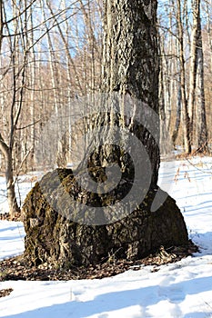 Large outgrowth in the base of the tree trunk