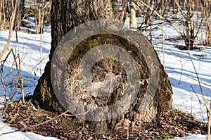 Large outgrowth in the base of the tree trunk