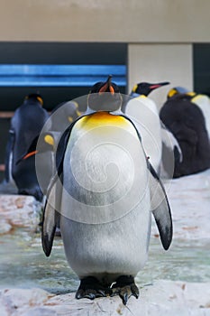 Large outsider penguin