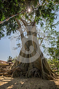 Large oversized 500 year old ancient Banyan tree with a blue sky and sun glare in Rumah Desa, Bali, Indonesia photo