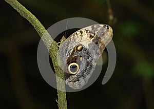 Owl Eye Butterfly in the Rainforest