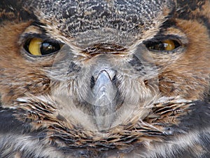 Large Owl Face