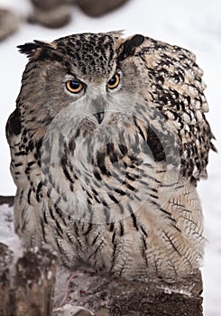 large owl is sitting and looking menacingly on the background of snow.